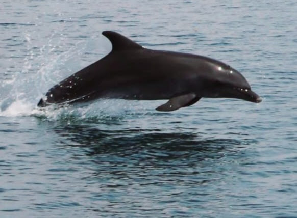 דולפין ידידותי במפרץ אמברקיקוס